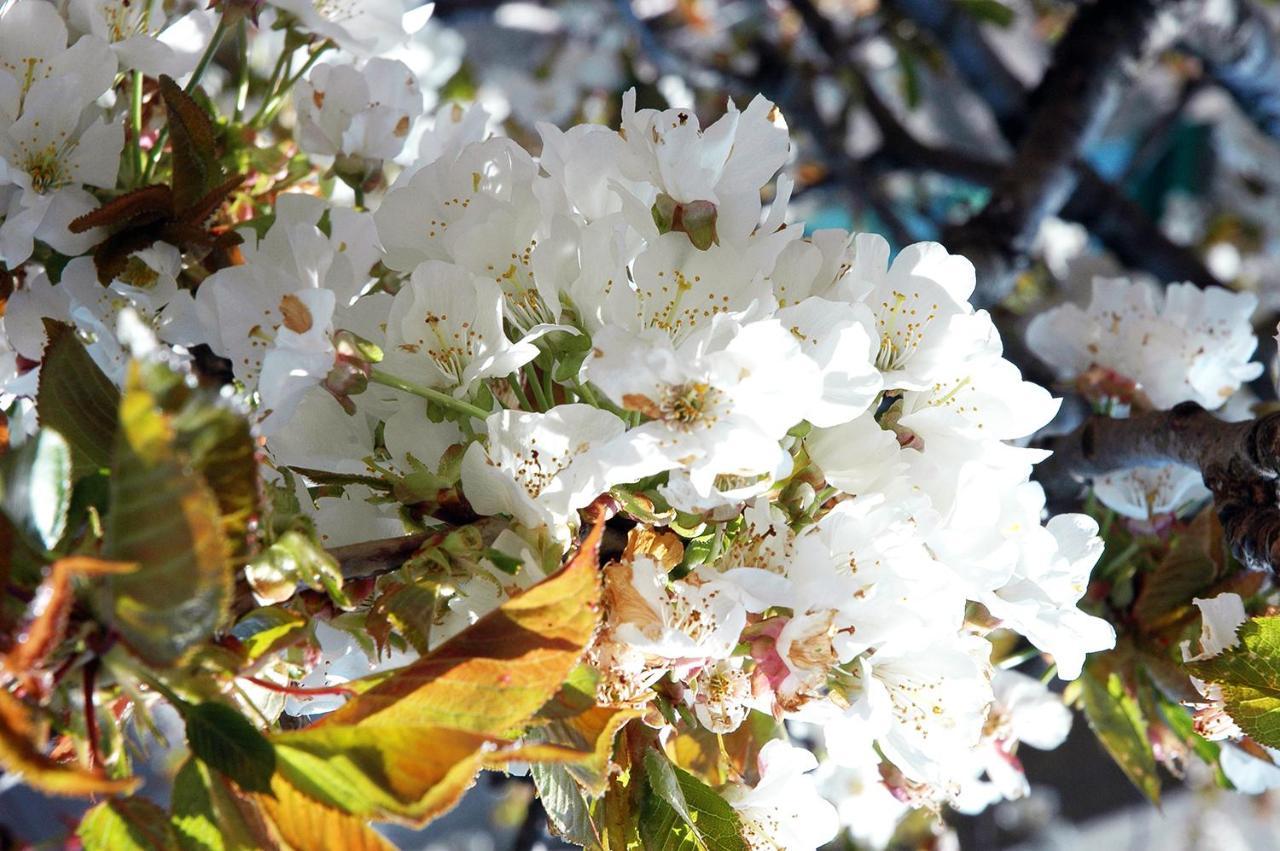 Il Covo Dei Re Frühstückspension Fiumedinisi